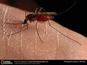 A close up of a mosquito sitting on human skin, as taken by National Geographic magazine.