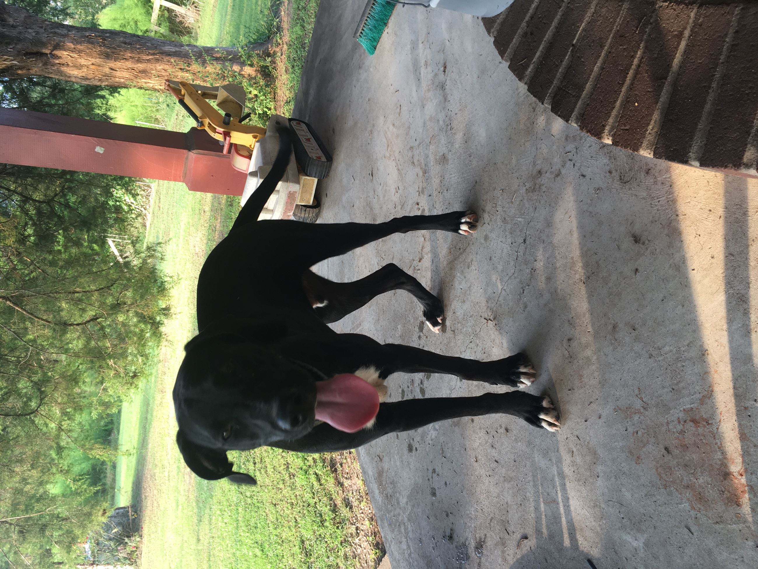 found dog quarry mill creek