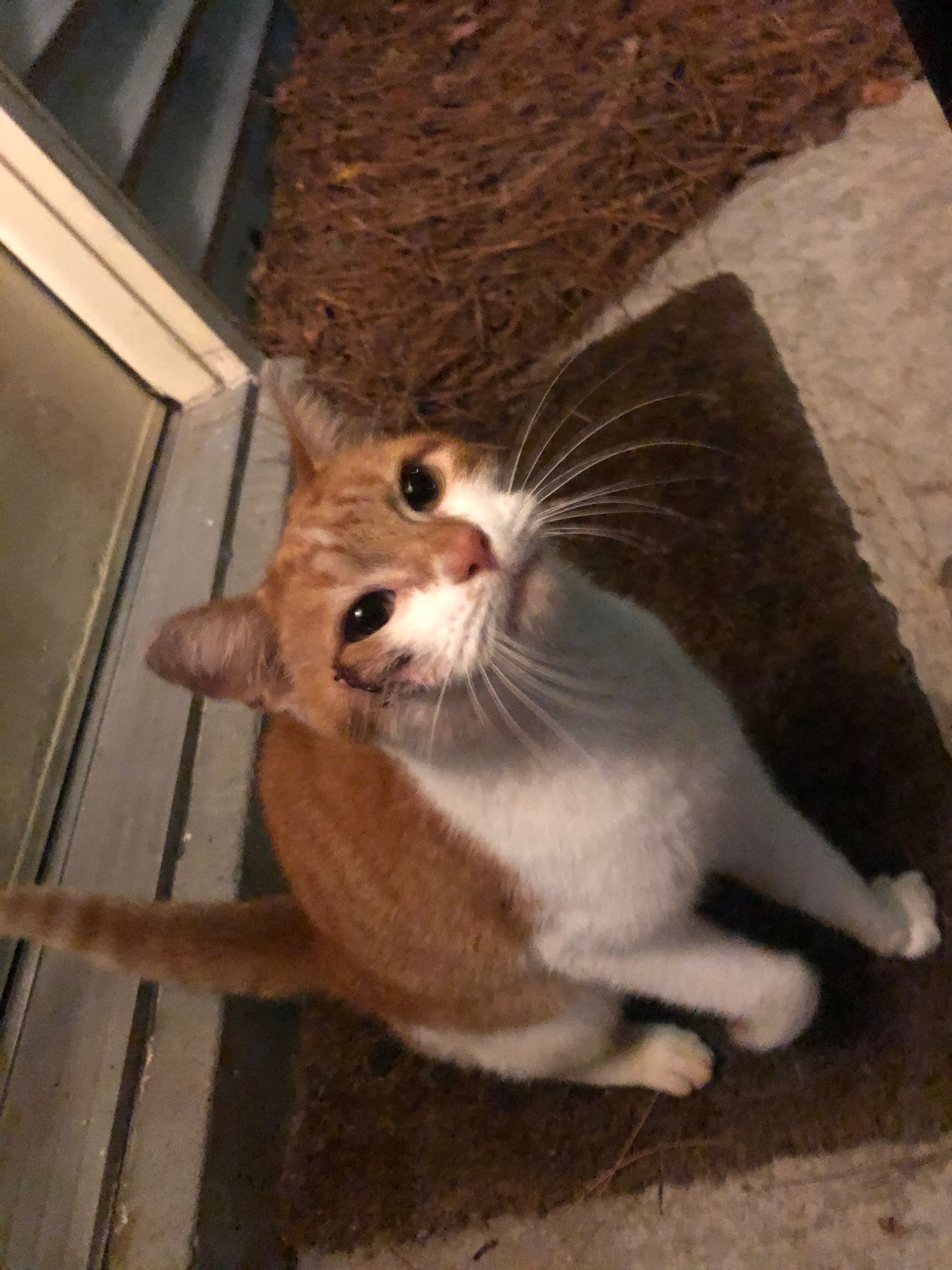 foundorangeandwhitetabby