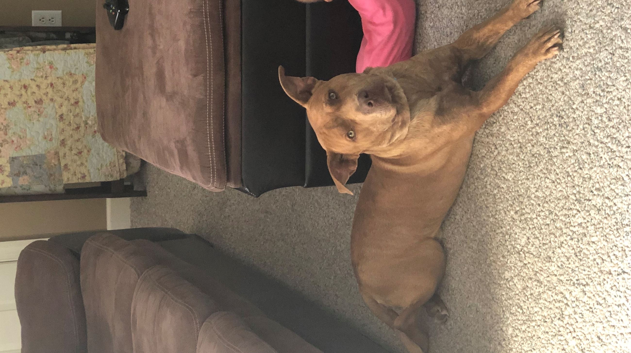 attachments_CO18091000073661396_Ns4dOleTK65QoTFyRjfR_DOGG