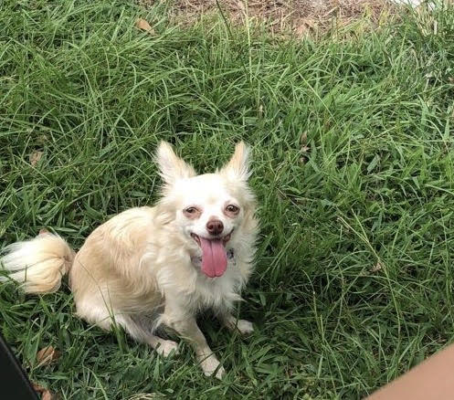 pomchiattachments_CO18091000073661396_IzVYIcQTOudbIcijXxtM_HAZEL