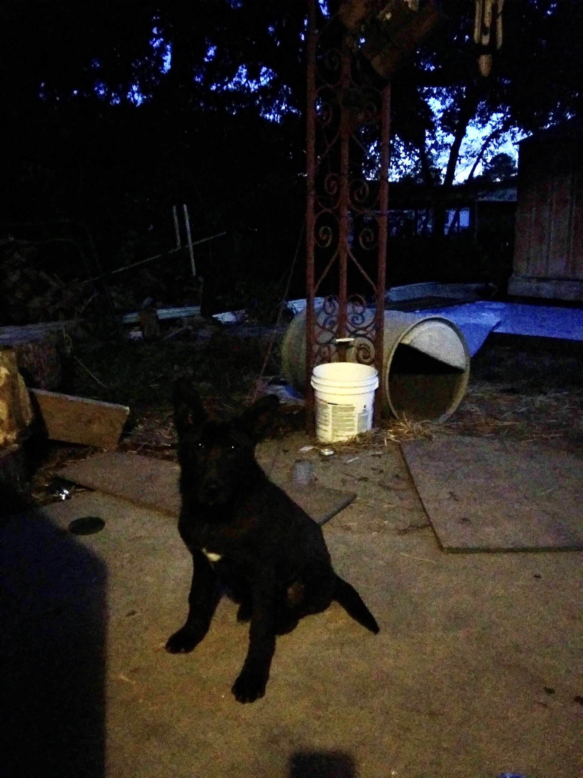 Sampson german shep x