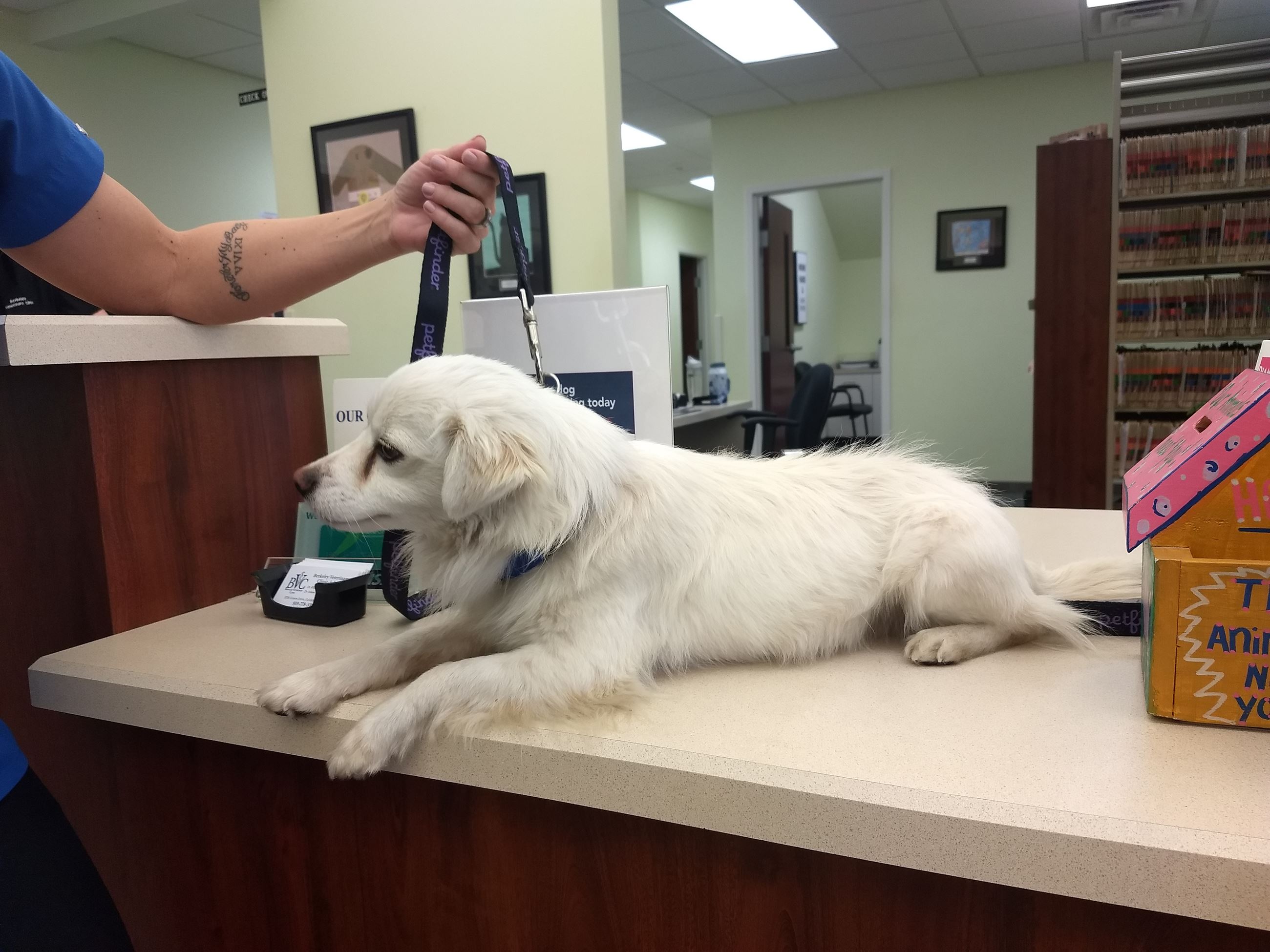 found white long haired