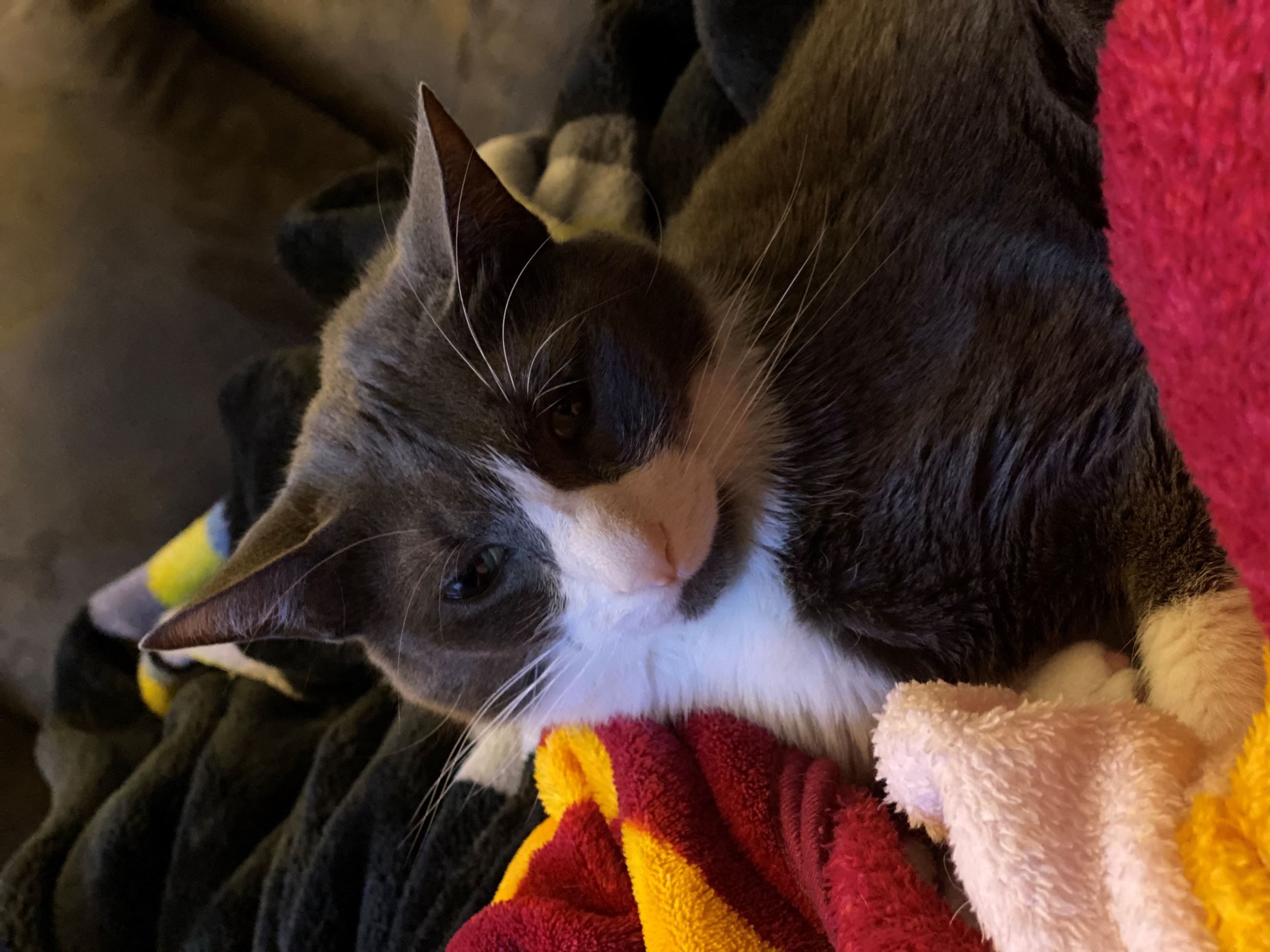 summer missing male cat