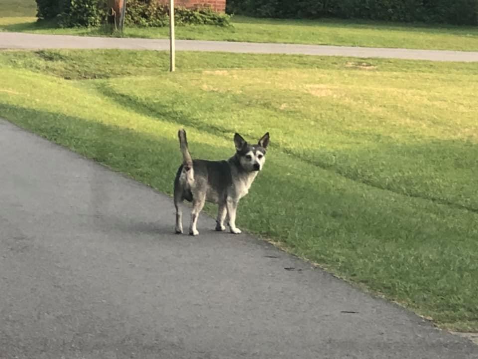 Found birch and cedar street