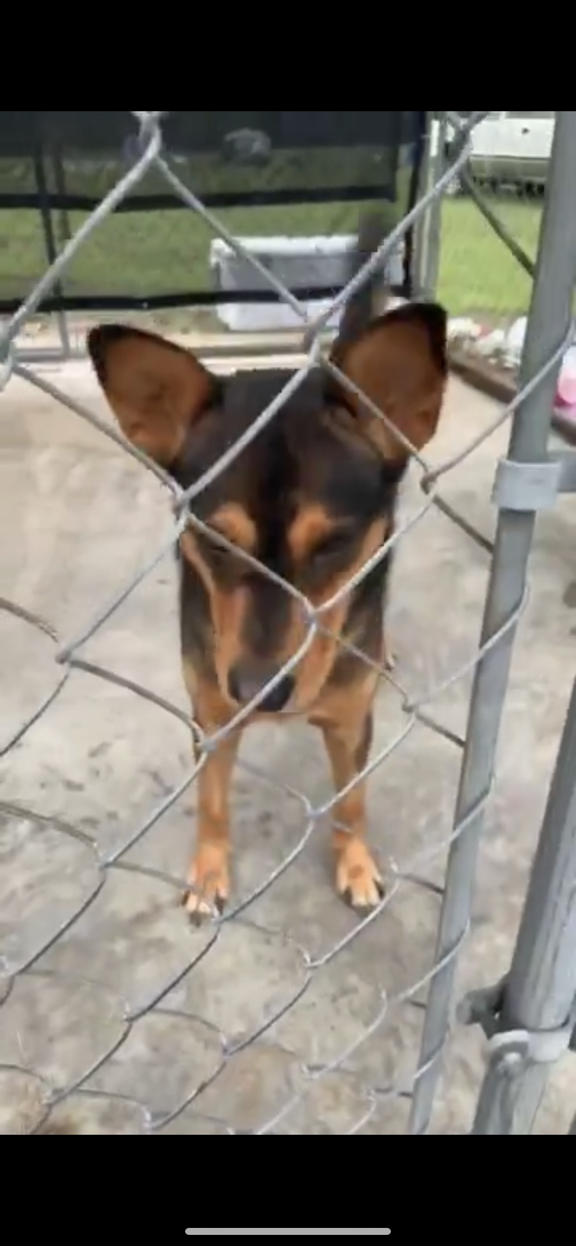 found wayne johnston line