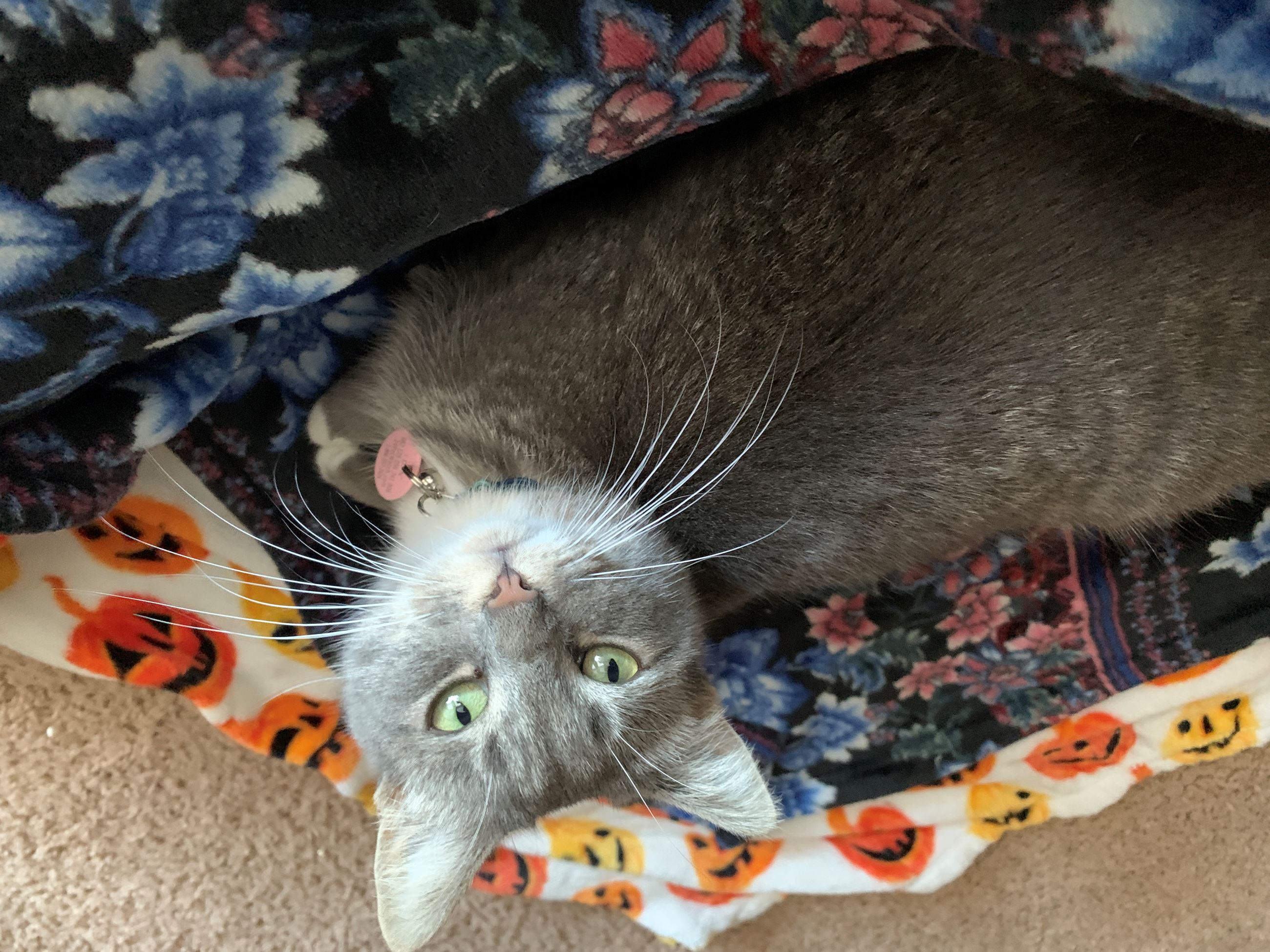 CO18091000073661396_vNSPJRF6REeLusLKhkk9_787F103F-A39D-4FFC-AD14-220D8BAD38CD