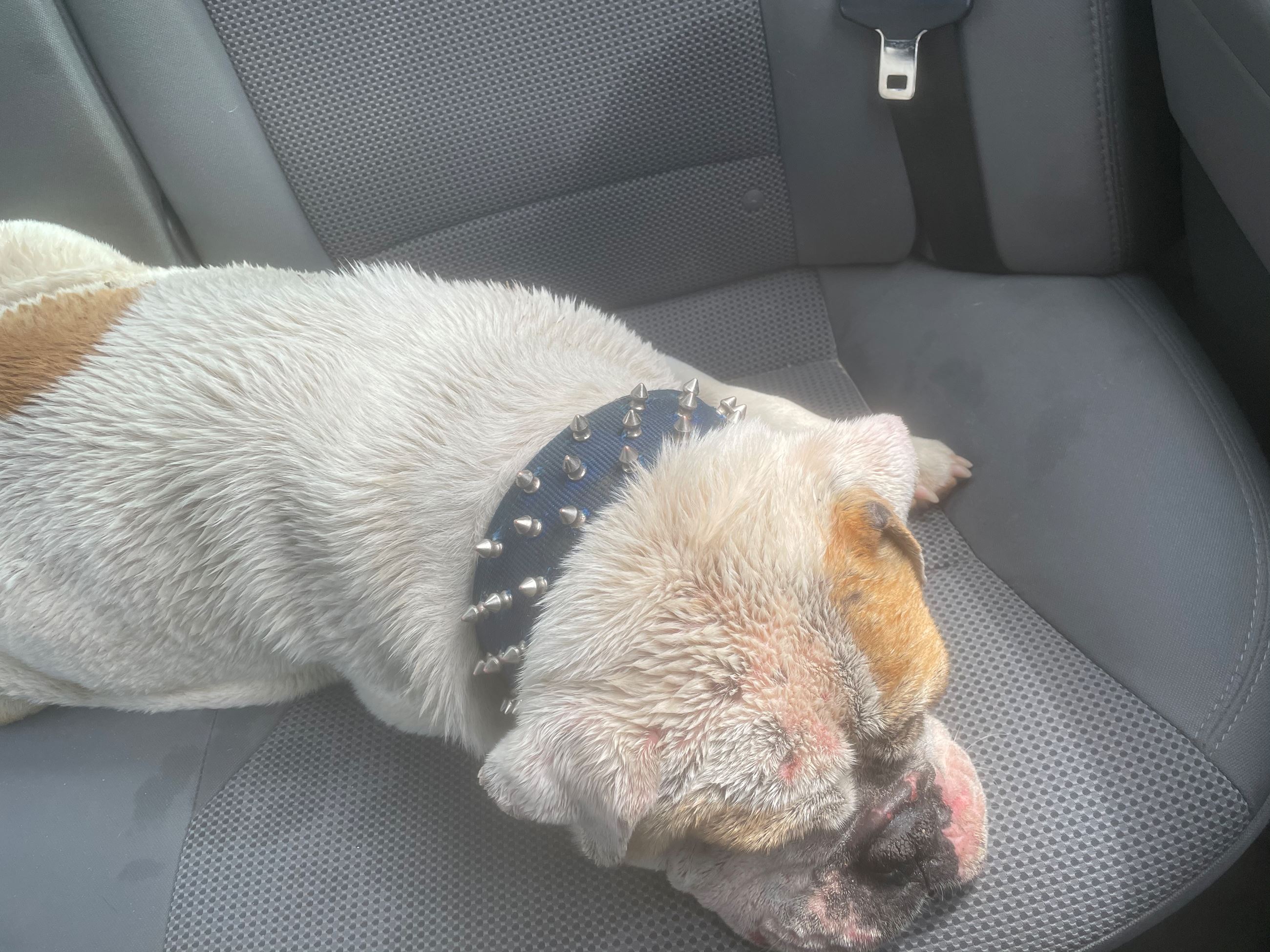 bulldogfoundoldgrantham