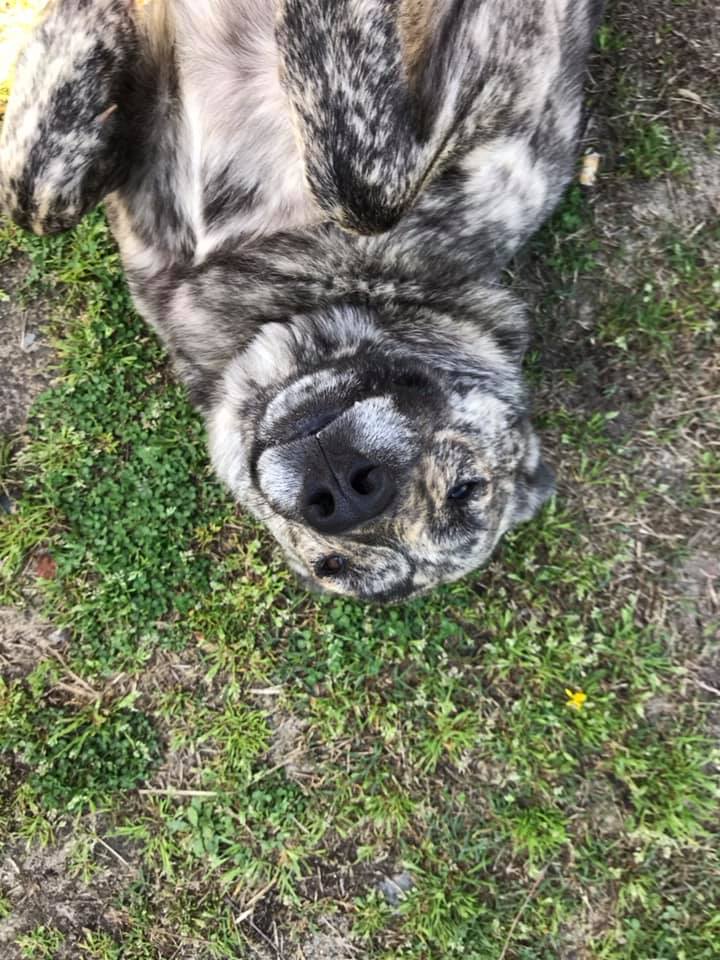 attachments_CO18101000081918489_FQKB4tfQouEsbklPHn56_56734881_10211126226910776_8751723982815756288_