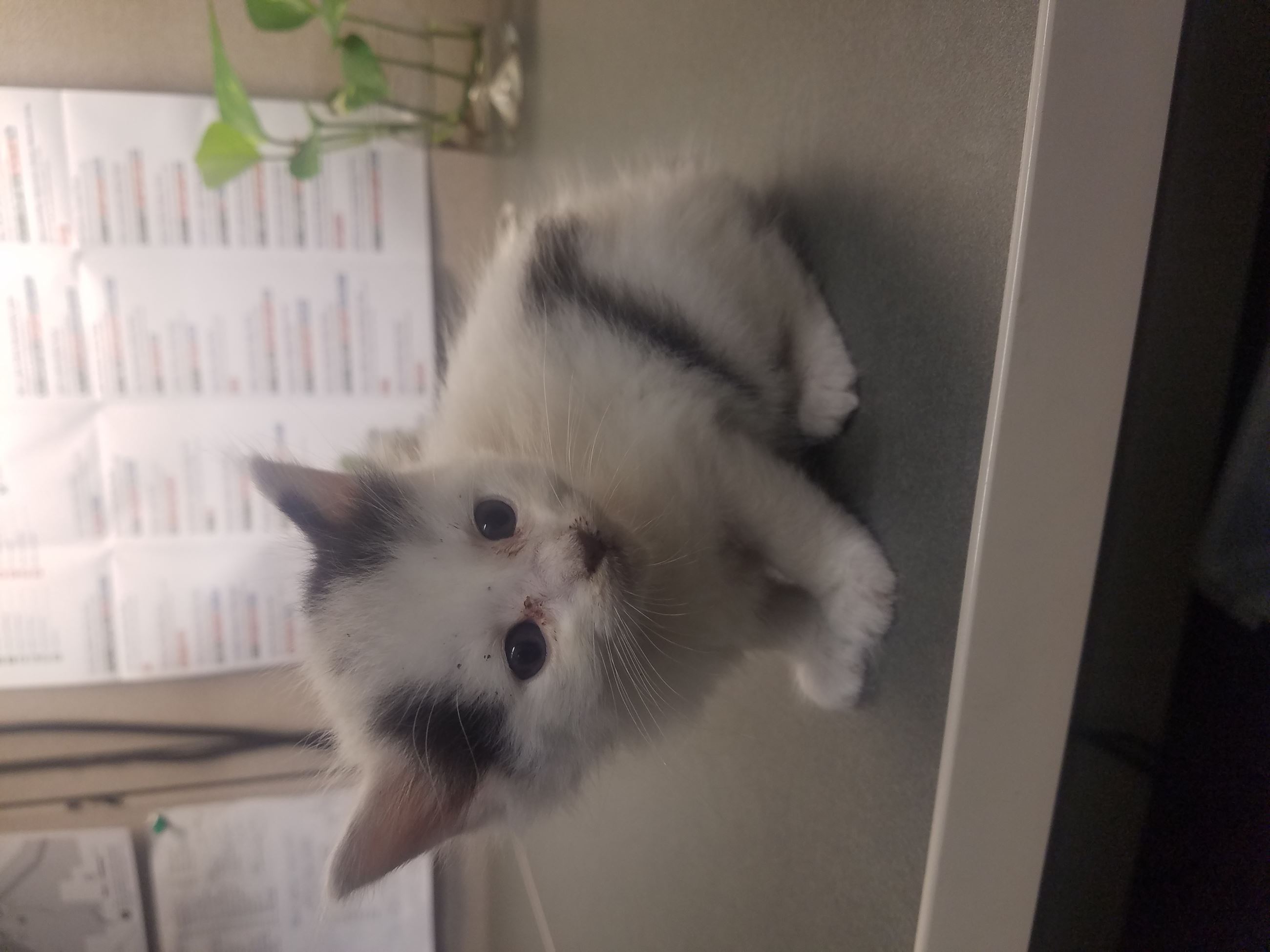 attachments_CO18101000081918489_qyCJOfHSlCh87hiLr1FA_20190519_110648(0)