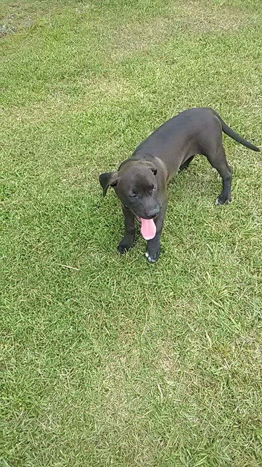 attachments_CO18101000081918489_9SZG54MdTUCm0ogvrJAn_puppy