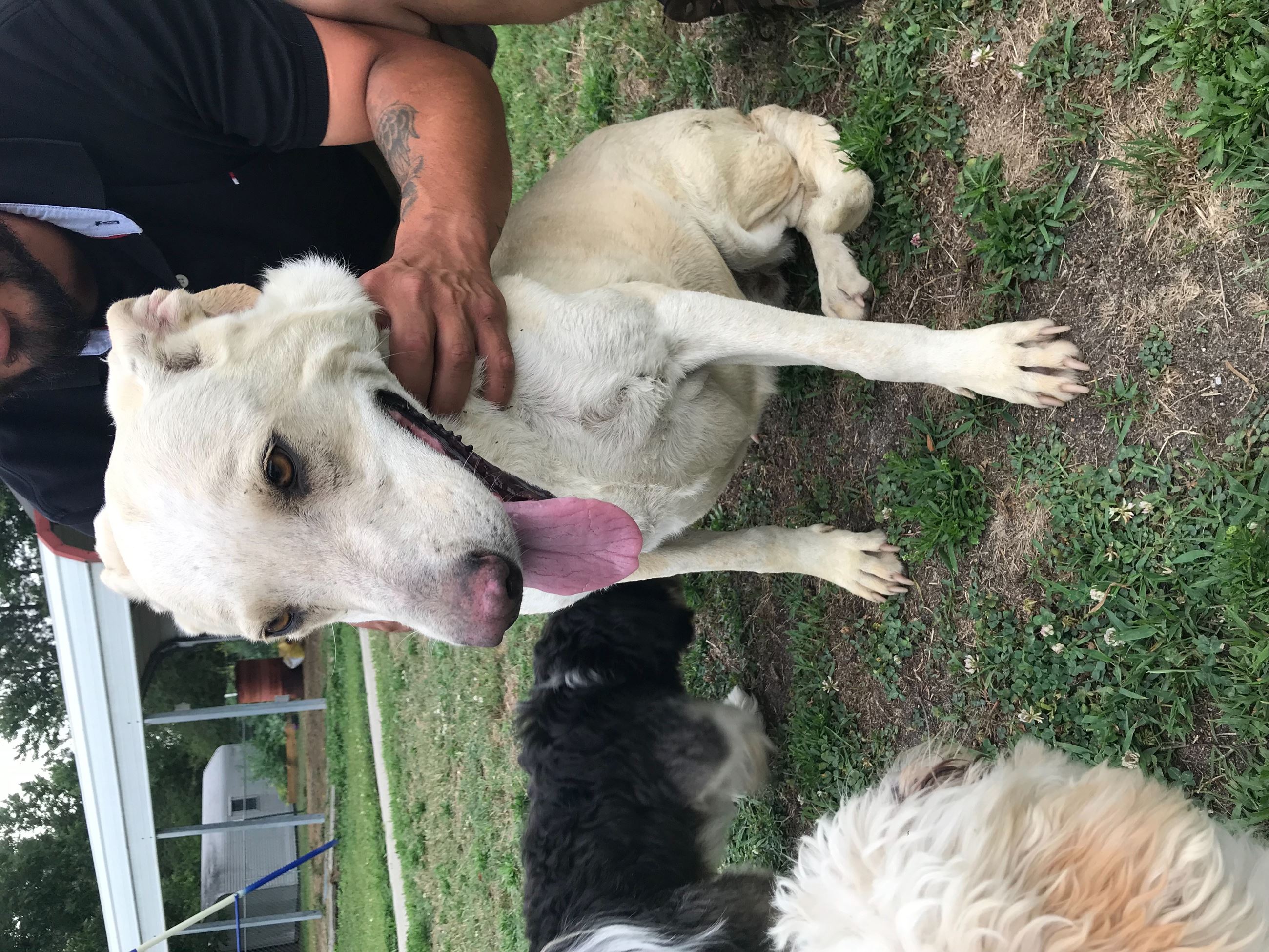 attachments_CO18101000081918489_NxqE0MkQ7OOCw7pf67NU_Lacey