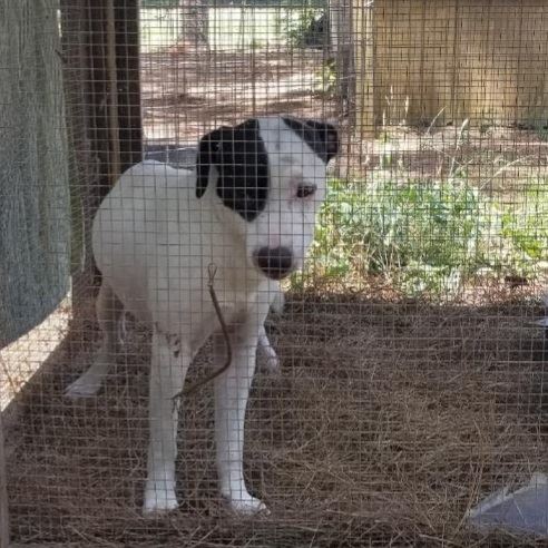 found black & white dog